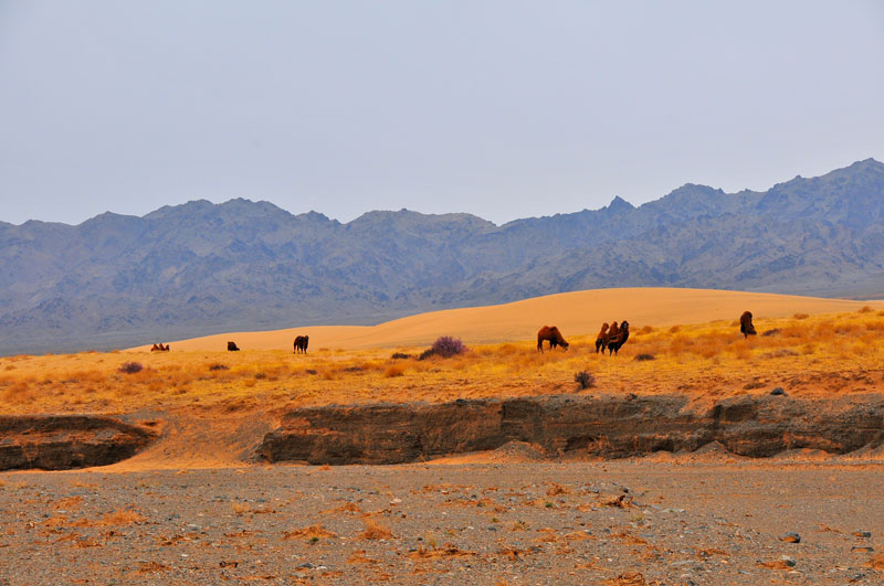 Mongolie